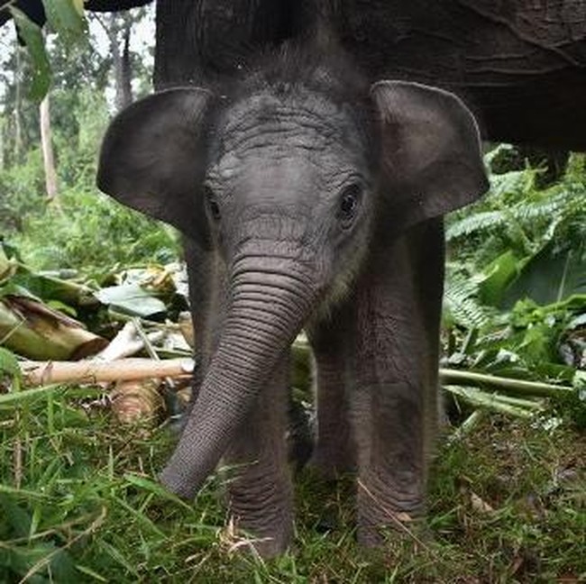 Nona Seroja, Bayi Gajah Sumatra yang Mencuri Perhatian