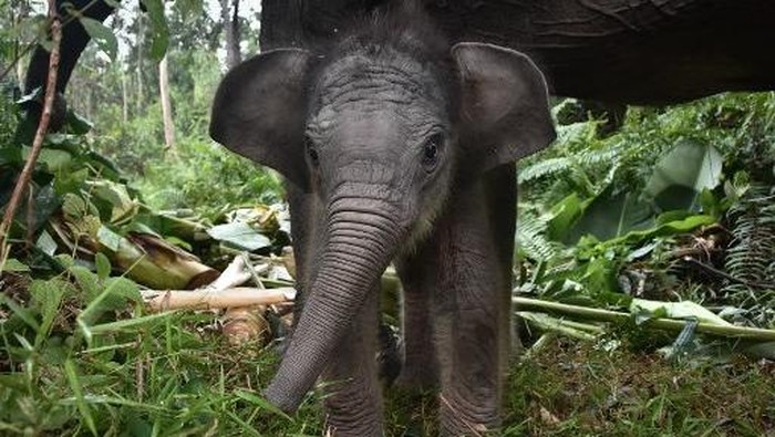 An elephant caretaker walks with 55-year-old mother Sumatran elephant Ria and her 15-day-old female calf, Nona Seroja, born on June 10, 2026, in Tesso Nilo National Park, Riau, on June 24, 2026. (Photo by WAHYUDI / AFP)