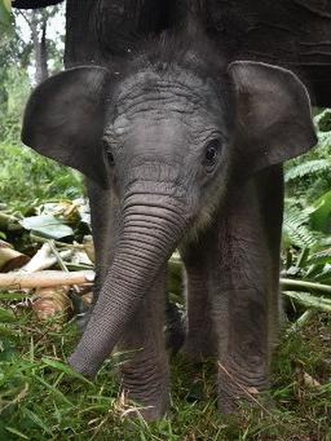 Nona Seroja, Bayi Gajah Sumatra yang Mencuri Perhatian