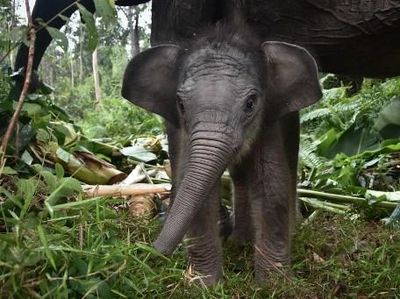 An elephant caretaker walks with 55-year-old mother Sumatran elephant Ria and her 15-day-old female calf, Nona Seroja, born on June 10, 2026, in Tesso Nilo National Park, Riau, on June 24, 2026. (Photo by WAHYUDI / AFP)