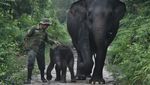 Nona Seroja, Bayi Gajah Sumatra yang Mencuri Perhatian