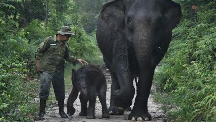 An elephant caretaker walks with 55-year-old mother Sumatran elephant Ria and her 15-day-old female calf, Nona Seroja, born on June 10, 2026, in Tesso Nilo National Park, Riau, on June 24, 2026. (Photo by WAHYUDI / AFP)