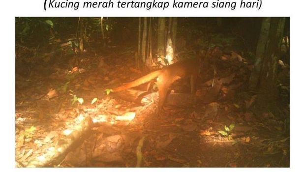 Kucing merah tertangkap kamera. (Istimewa) Kucing merah tertangkap kamera. (Istimewa)