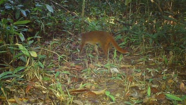 Kucing merah tertangkap kamera. (Istimewa) Kucing merah tertangkap kamera. (Istimewa)