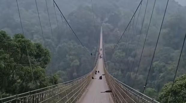 Lutung di jembatan gantung Situ Gunung, Sukabumi ScreenshotLutung di jembatan gantung Situ Gunung, Sukabumi