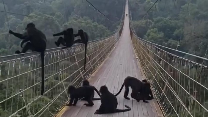 ScreenshotLutung di jembatan gantung Situ Gunung, Sukabumi