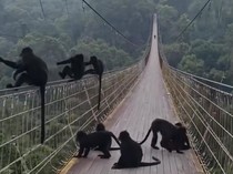 Viral! Kawanan Lutung Jawa Nongkrong di Jembatan Gantung Situ Gunung