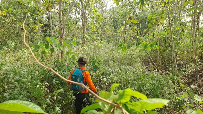 Tim SAR Gabungan saat melakukan pencarian terhadap seorang kakek yang hilang sejak hari Senin di kawasan hutan Selorejo, Paliyan, Gunungkidul.