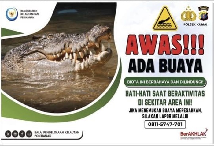 Spanduk Awas Ada Buaya di Kumai.