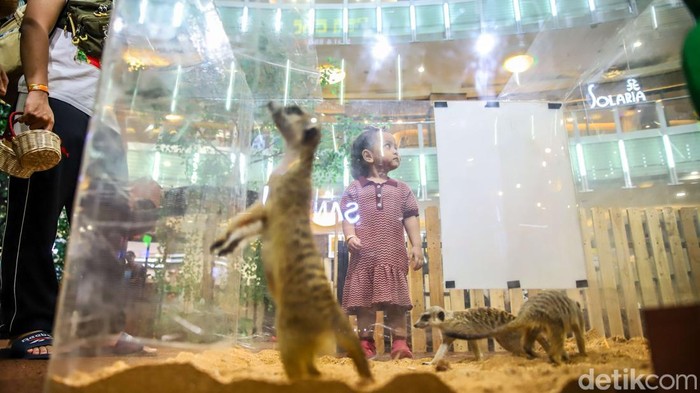 Sejumlah anak menikmati edukasi wisata kebun binatang di dalam Mal Artha Gading, Jakarta Utara, Kamis (25/6/2026). Suasana pusat perbelanjaan yang biasanya identik dengan aktivitas belanja dan hiburan kini berubah menjadi ruang edukasi satwa yang menarik perhatian pengunjung, khususnya anak-anak yang sedang menikmati masa libur sekolah.