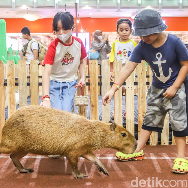 Tak Perlu ke Kebun Binatang, Anak-anak Bisa Bertemu Kapibara di Dalam Mal