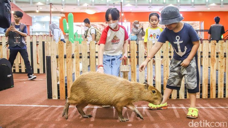 Tak Perlu ke Kebun Binatang, Anak-anak Bisa Bertemu Kapibara di Dalam Mal