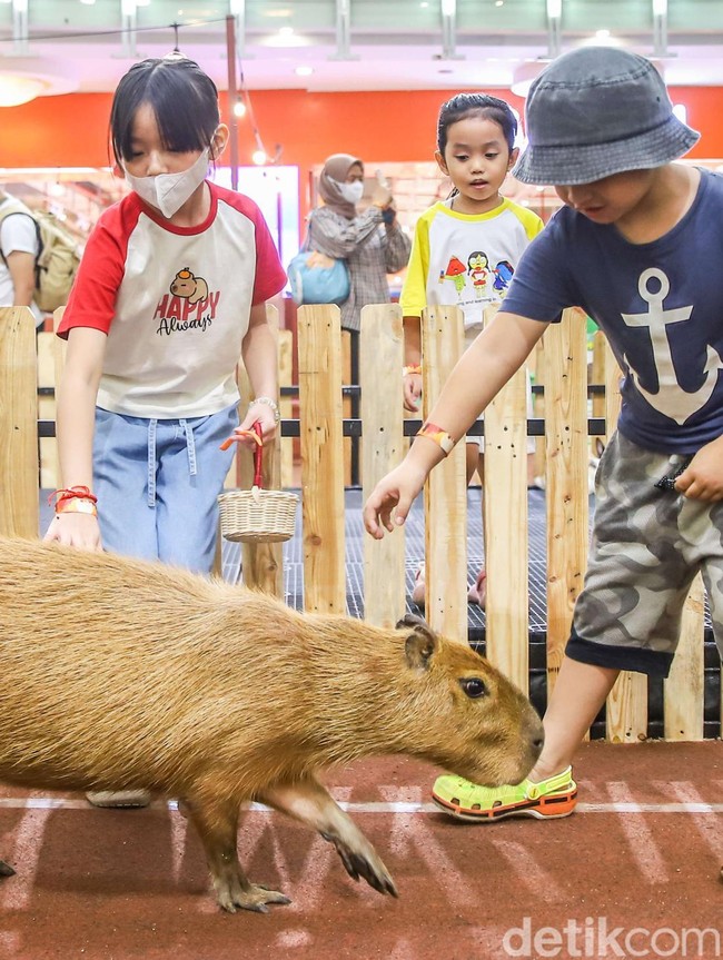 Tak Perlu ke Kebun Binatang, Anak-anak Bisa Bertemu Kapibara di Dalam Mal