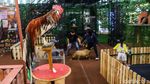 Tak Perlu ke Kebun Binatang, Anak-anak Bisa Bertemu Kapibara di Dalam Mal
