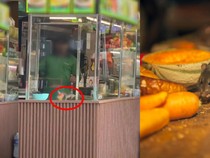 Tikus Muncul di Etalase Makanan, Restoran Ini Langsung Ditutup Sementara