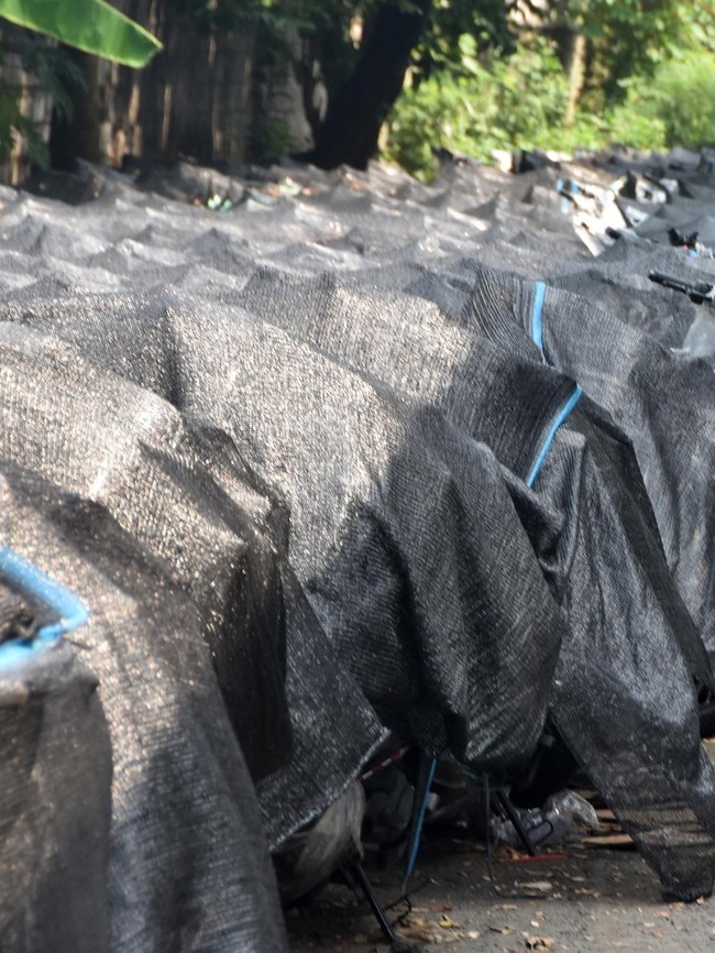 17.600 Motor Listrik BGN Rencana Dihibahkan untuk Guru Honorer