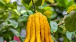 9 Buah Paling Langka di Dunia, Ada Rambutan yang Tumbuh di Indonesia