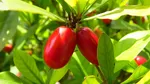 9 Buah Paling Langka di Dunia, Ada Rambutan yang Tumbuh di Indonesia