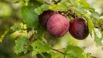 9 Buah Paling Langka di Dunia, Ada Rambutan yang Tumbuh di Indonesia