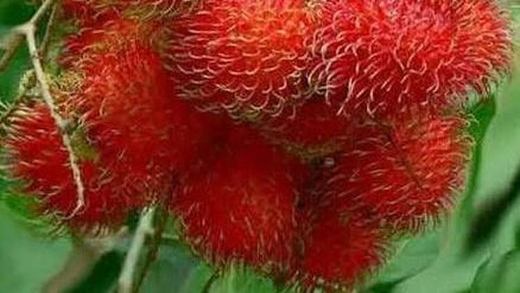 9 Buah Paling Langka di Dunia, Ada Rambutan yang Tumbuh di Indonesia