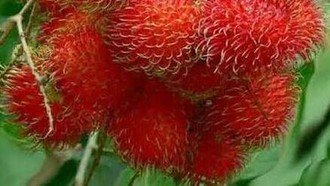 9 Buah Paling Langka di Dunia, Ada Rambutan yang Tumbuh di Indonesia