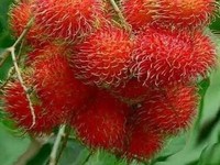 9 Buah Paling Langka di Dunia, Ada Rambutan yang Tumbuh di Indonesia