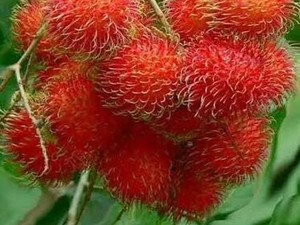 9 Buah Paling Langka di Dunia, Ada Rambutan yang Tumbuh di Indonesia