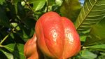 9 Buah Paling Langka di Dunia, Ada Rambutan yang Tumbuh di Indonesia