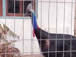 Video: Geger Burung Kasuari Ditemukan di Rumah Warga Sleman