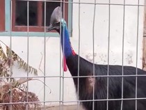 Video: Geger Burung Kasuari Ditemukan di Rumah Warga Sleman