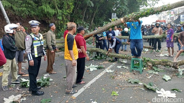 Pohon Tumbang di Bogor (Dok. Istimewa)