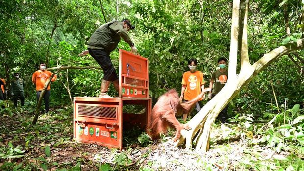 Proses pelepasliaran orang utan di Hutan Lindung Gunung Batu Mesangat, Kecamatan Busang, Kabupaten Kutai Timur (Kutim), Kalimantan Timur (Kaltim). (dok. BKSDA Kaltim) Proses pelepasliaran orang utan di Hutan Lindung Gunung Batu Mesangat, Kecamatan Busang, Kabupaten Kutai Timur (Kutim), Kalimantan Timur (Kaltim). (dok. BKSDA Kaltim)