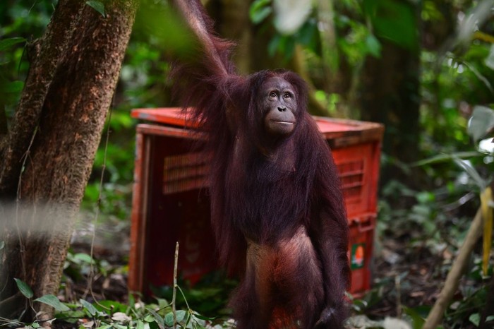 Proses pelepasliaran orang utan di Hutan Lindung Gunung Batu Mesangat, Kecamatan Busang, Kabupaten Kutai Timur (Kutim), Kalimantan Timur (Kaltim). (dok. BKSDA Kaltim)