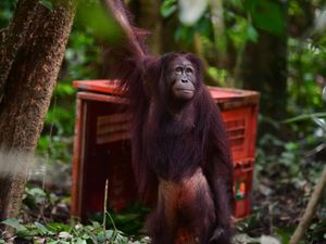 Hutan Terbakar, Satwa Liar Lari ke Mana? Pakar Sebut Bisa sampai ke Negara Tetangga