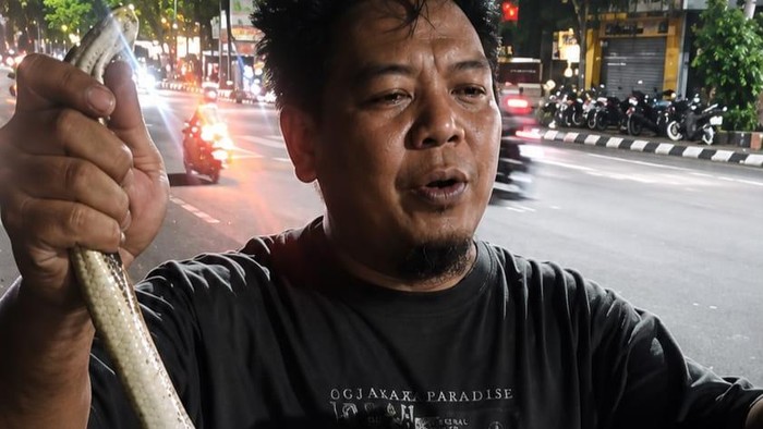 Relawan Exalos, Reza, mengevakuasi ular di Jalan Slamet Riyadi, Kota Solo, Kamis (25/6/2026) malam.