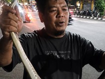 Hiii! Sanca 1,5 Meter Jatuh dari Pohon Dekat Halte Slamet Riyadi Solo