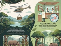 Infografis: Skenario Pemindahan Badak Kalimantan dengan Helikopter