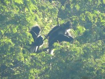 37 Ekor Primata Langka Rekrekan Terpantau Populasinya di Merbabu