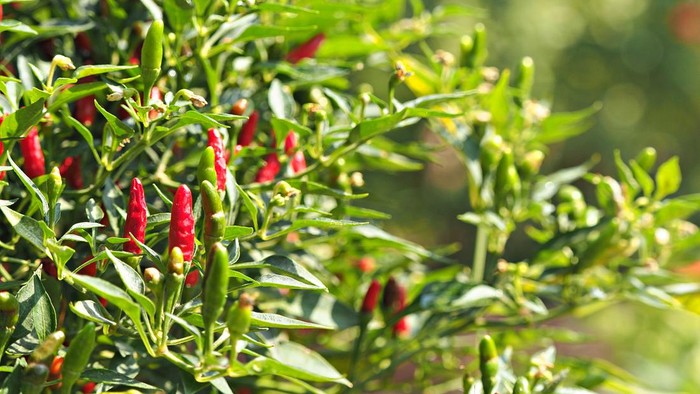 Fresh Birds eye chili in vegetable garden. Natural herbal background.