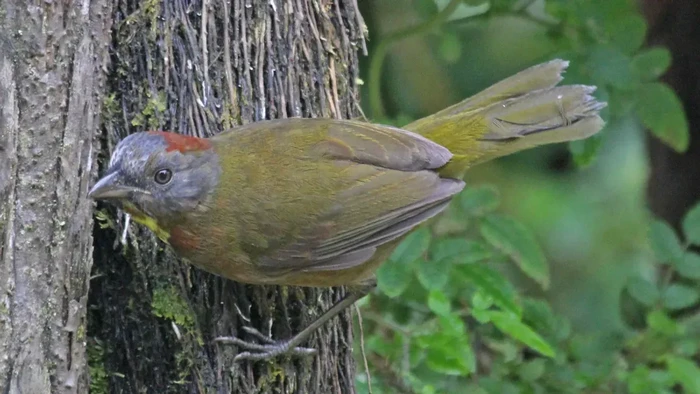 Burung beracun