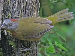 Kisah Burung Beracun Ditemukan di Papua, Dagingnya Membakar