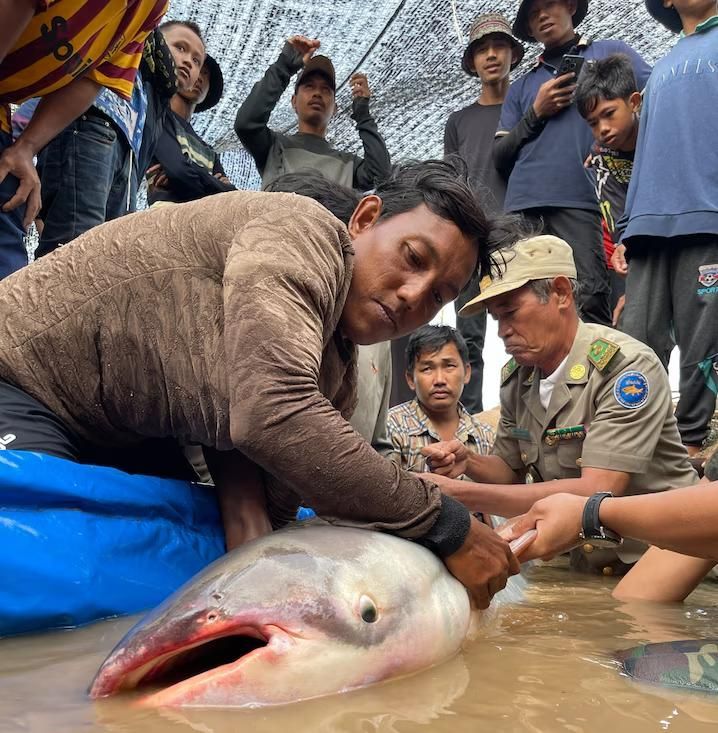 Ikan Lele Raksasa Mekong