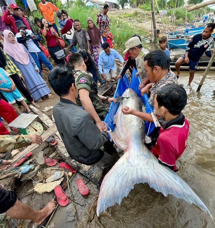 Ikan Lele Raksasa Mekong