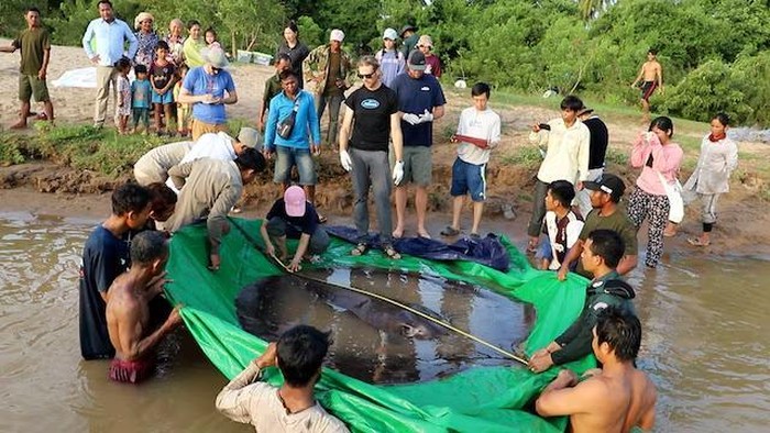 Ikan Lele Raksasa Mekong