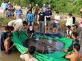 Lele Raksasa Mekong Nyaris Punah Bermunculan Lagi, Ilmuwan Kaget