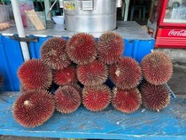 Ini Lahung, Durian Merah Khas Katingan Hulu yang Jadi Buruan Warga