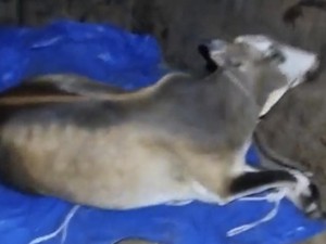 Dandim Labuhanbatu soal Oknum TNI Dituduh Ambil Lembu Warga: Tidak Benar