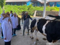 Jurus Khofifah Kejar Swasembada Daging Lewat Sapi Belgian Blue