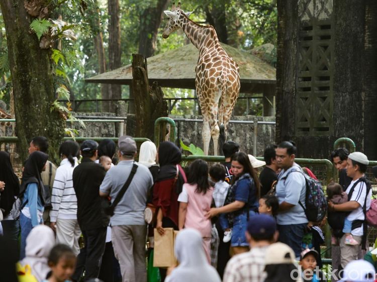 Hari Terakhir Masuk Gratis, Ragunan Diserbu Pengunjung