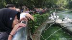 Hari Terakhir Masuk Gratis, Ragunan Diserbu Pengunjung